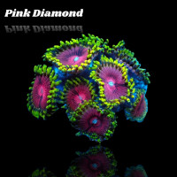 Zoanthus Pink Diamond Frag S-size