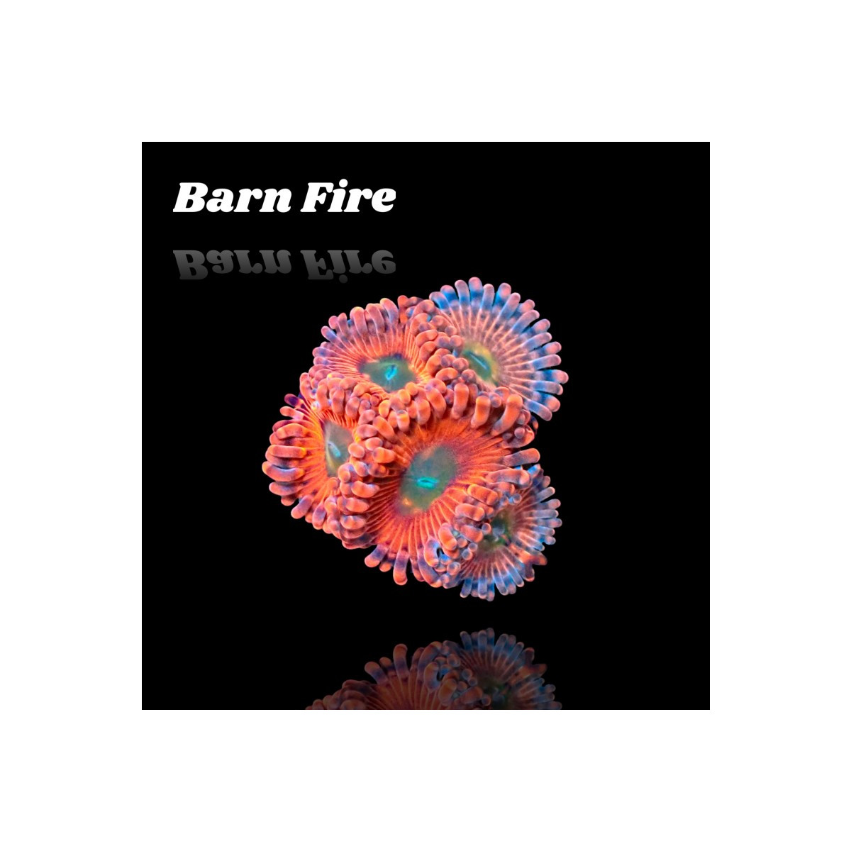 Zoanthus Barn Fire Frag S-size