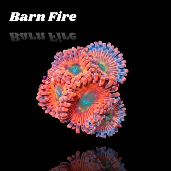 Zoanthus Barn Fire Frag S-size