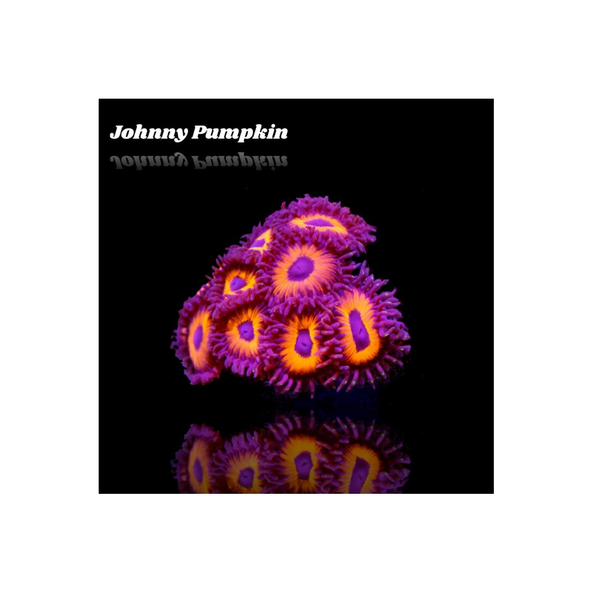 Zoanthus Johnny Pumpkin Frag S-size