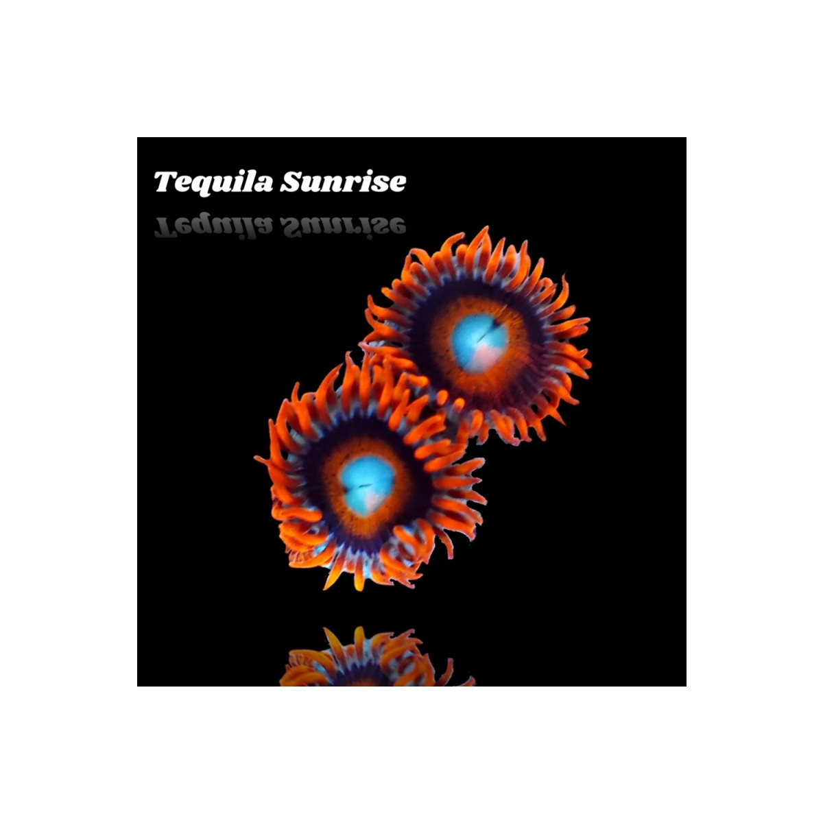 Zoanthus Tequila Sunrise Frag S-size