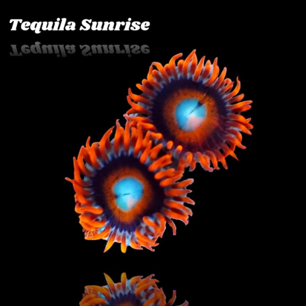 Zoanthus Tequila Sunrise Frag S-size