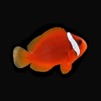 Amphiprion Frenatus - Weißbinden Glühkohlen Anemonenfisch