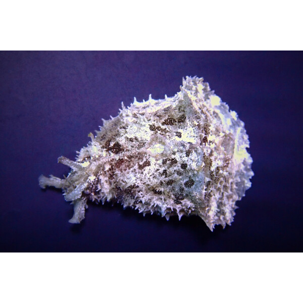 Dolabella Auricularia - Seehase
