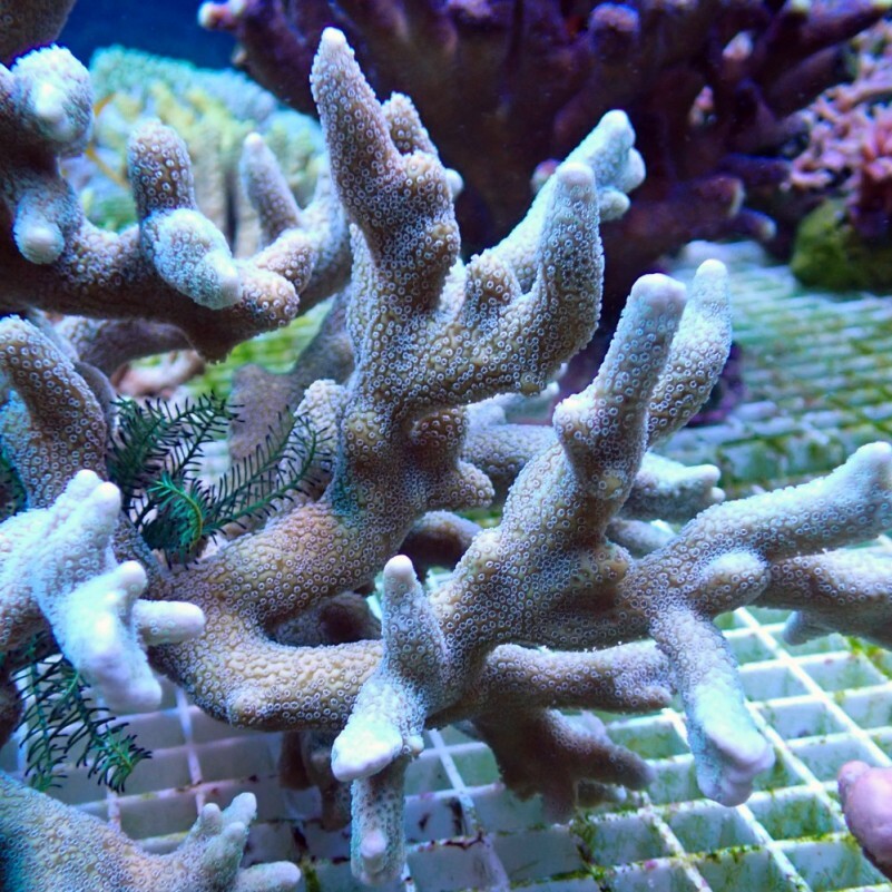 Montipora Digitata Silver/Green Size:M box
