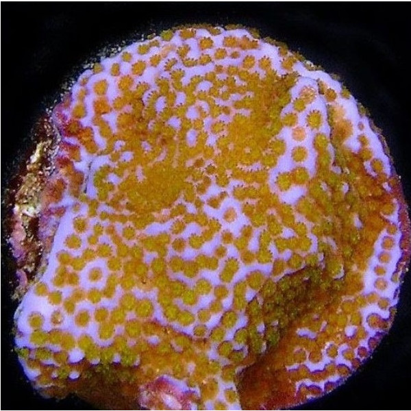 Montipora Tuberculosa