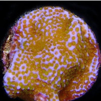 Montipora Tuberculosa