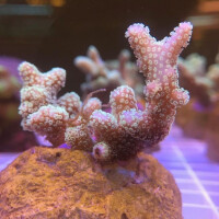 Seriatopora Caliendrum Green Polyp M-Size