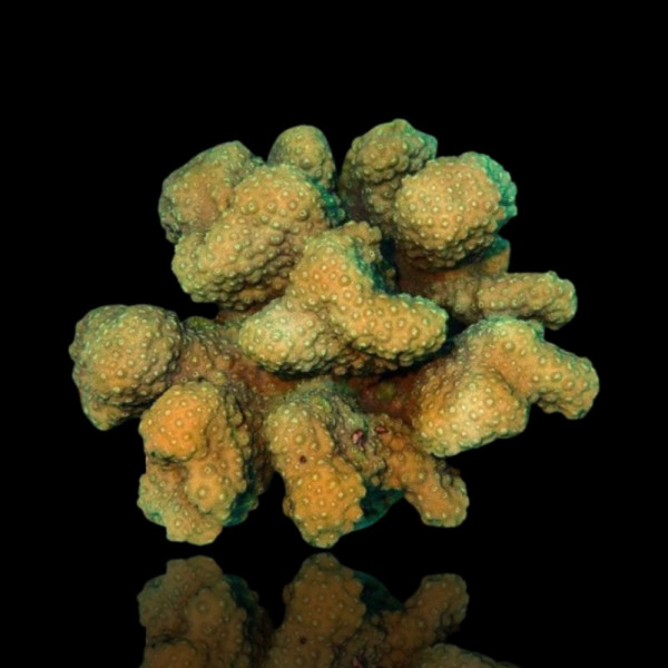 Pocillopora Spp Green