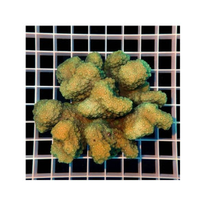 Pocillopora Spp Green