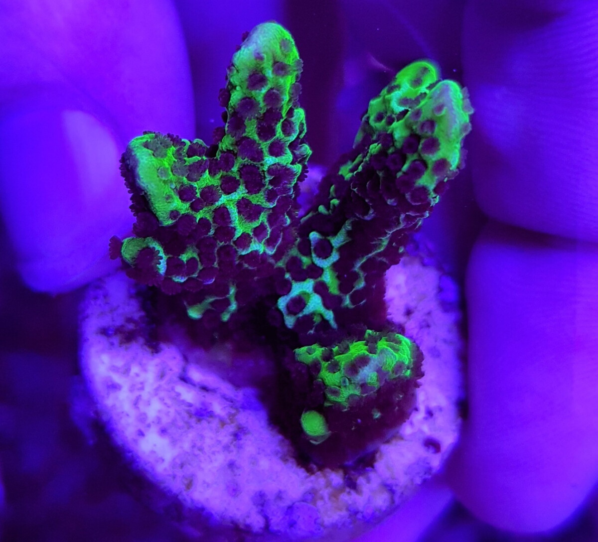 Montipora Confusa Green (frag) box