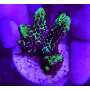 Montipora Confusa Green (frag)