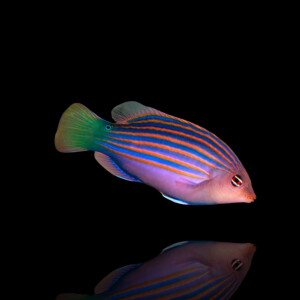Pseudocheilinus Hexataenia - Sechsstreifen Lippfisch