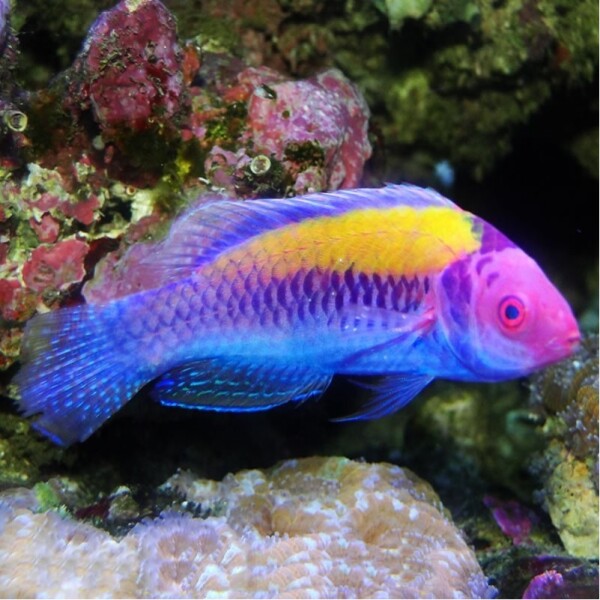 Cirrhilabrus Aurantidorsalis - Orangerücken Zwerglippfisch
