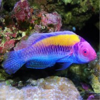 Cirrhilabrus Aurantidorsalis - Orangerücken Zwerglippfisch