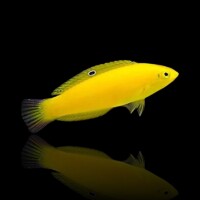 Halichoerus Chrysus - Kanarien Lippfisch