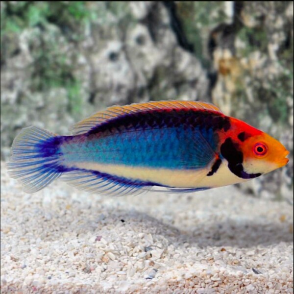 Cirrhilabrus Solorensis (bali) - Rotaugen Zwerglippfisch