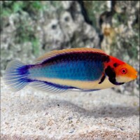 Cirrhilabrus Solorensis (bali) - Rotaugen Zwerglippfisch