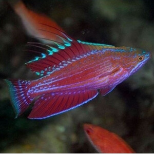 Paracheilinus Cyaneus - Blauer Zwerglippfisch