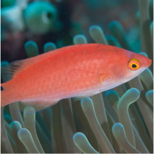 Cirrhilabrus Adornatus - Debelius Zwerglippfisch