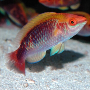 Cirrhilabrus Lubbocki - Lubbocks Zwerglippfisch