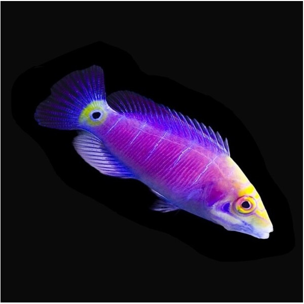 Pseudochelinus Ocellatus - Geringelter Zwerglippfisch