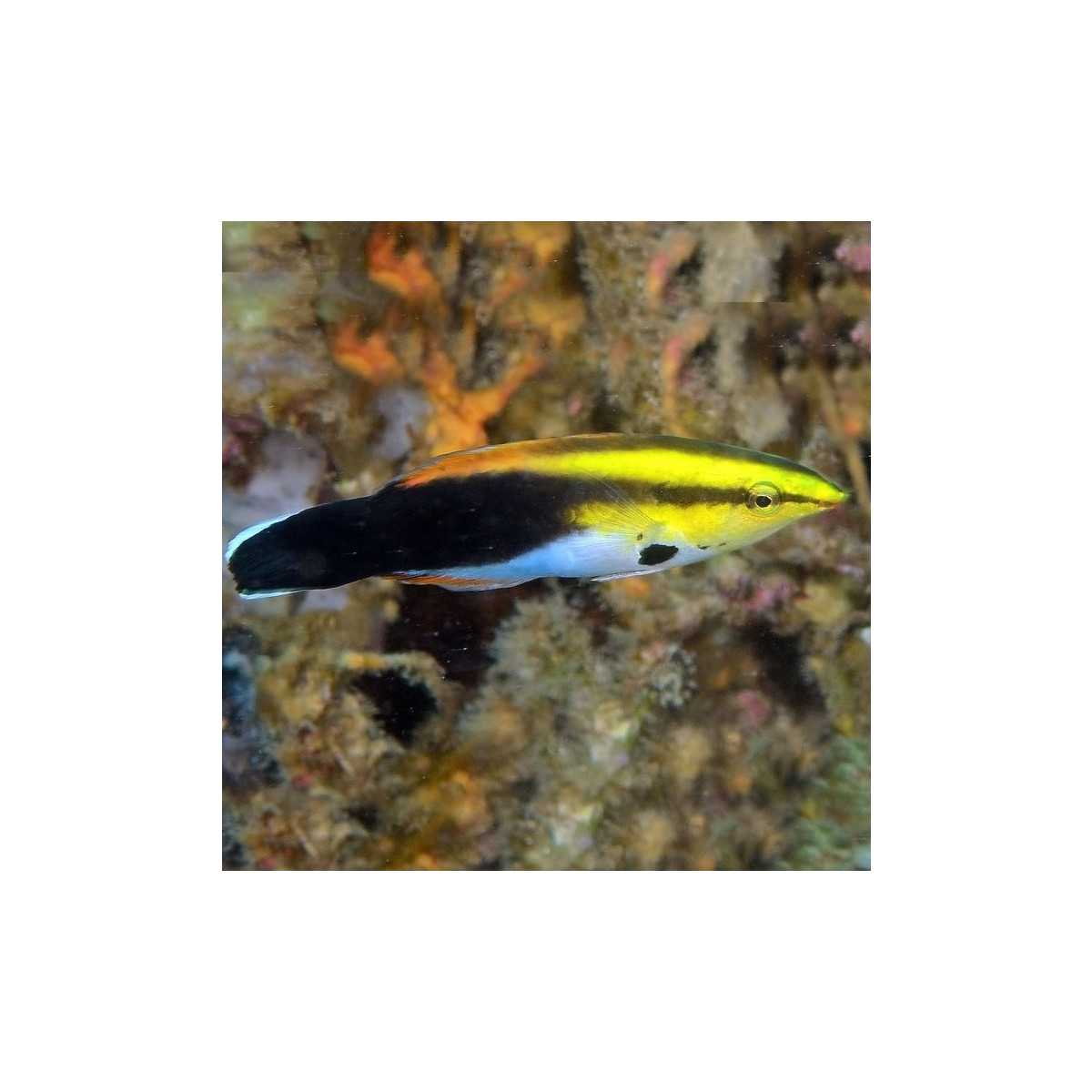 Labroides Pectoralis - Multicolor Putzerlippfisch