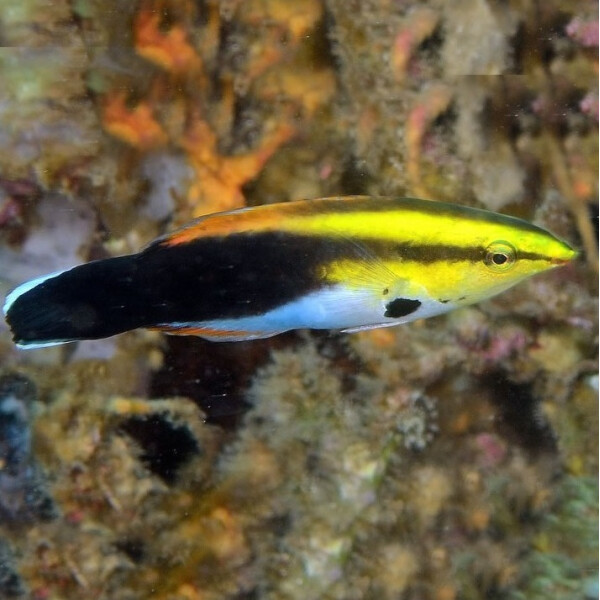 Labroides Pectoralis - Multicolor Putzerlippfisch