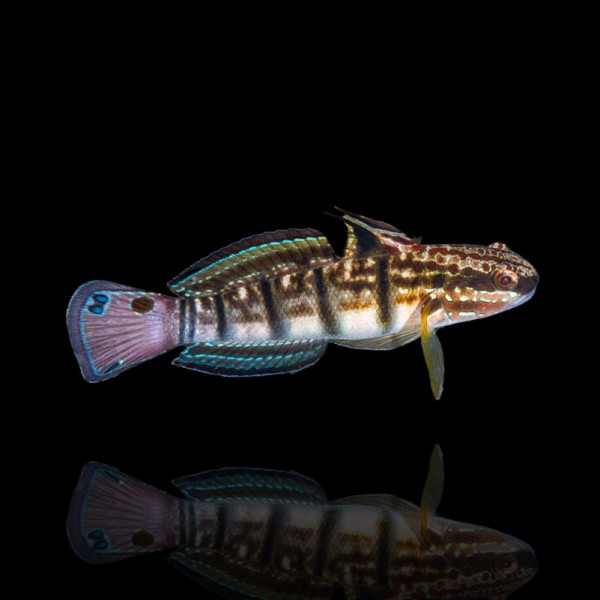 Amblygobius phalaena - Bagger Grundel