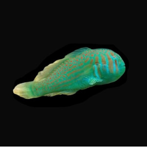 Gobiodon Histrio - Blaupunkt Korallengrundel