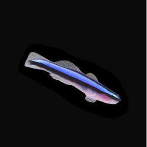 Gobiosoma Oceanops - Neon Grundel, Putzer Grundel