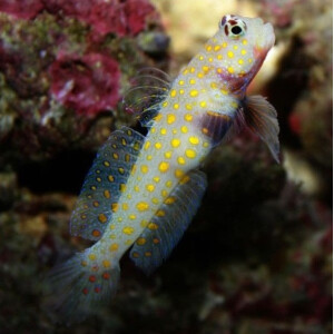 Amblyeleotris guttata - Orange Gepunktete Partnergrundel