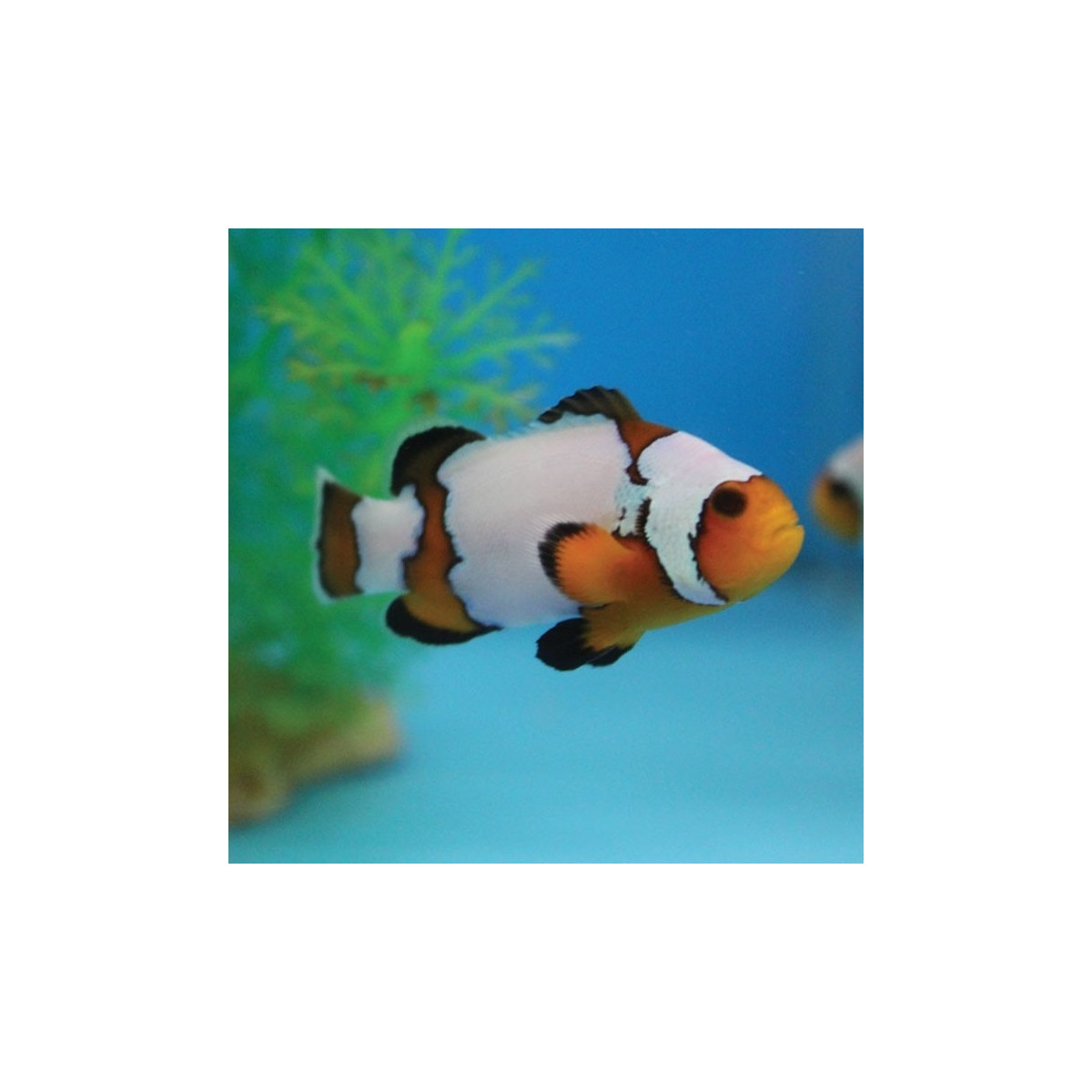 Amphiprion Ocellaris - Falscher Clownfisch...