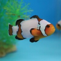 Amphiprion Ocellaris - Falscher Clownfisch "Snowflake" (NZ)