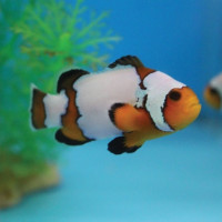 Amphiprion Ocellaris - Falscher Clownfisch "Snowflake"