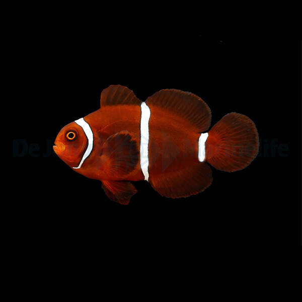 Premnas Biaculeatus - Spinecheek Anemone box