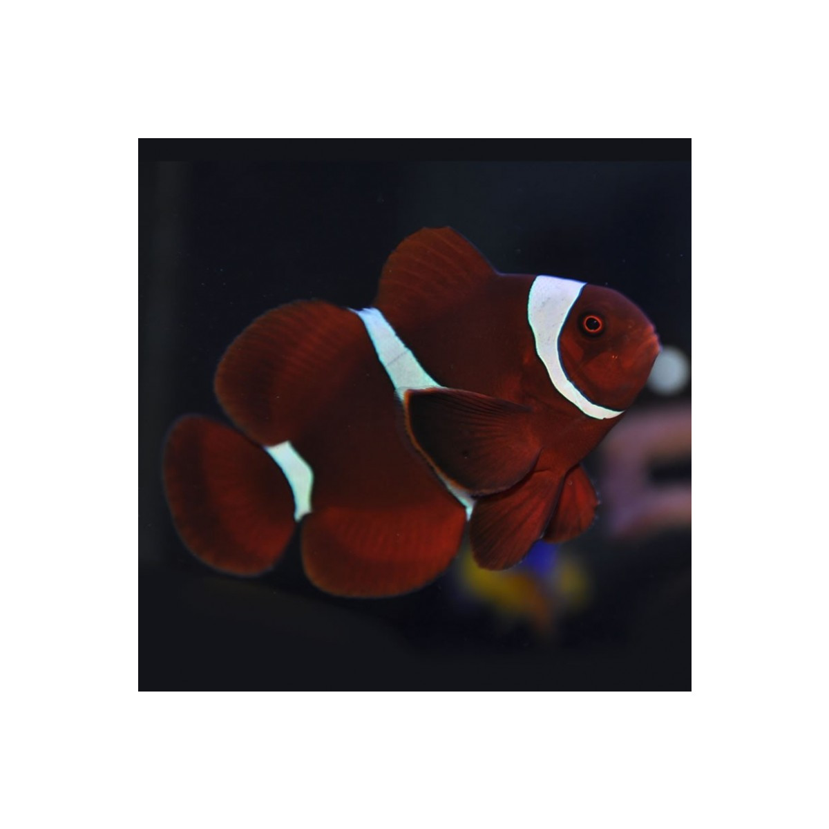 Premnas Biaculeatus - Spinecheek Anemonefish