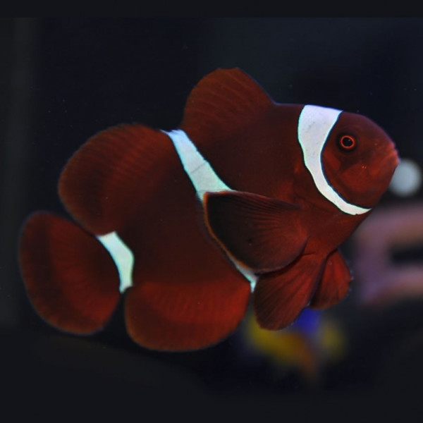 Premnas Biaculeatus - Spinecheek Anemonefish