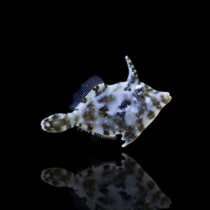 Acreichthys Tomentosus - Seegras Feilenfisch