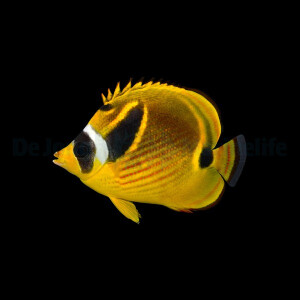 Chaetodon Lunula - Mondsichel Falterfisch