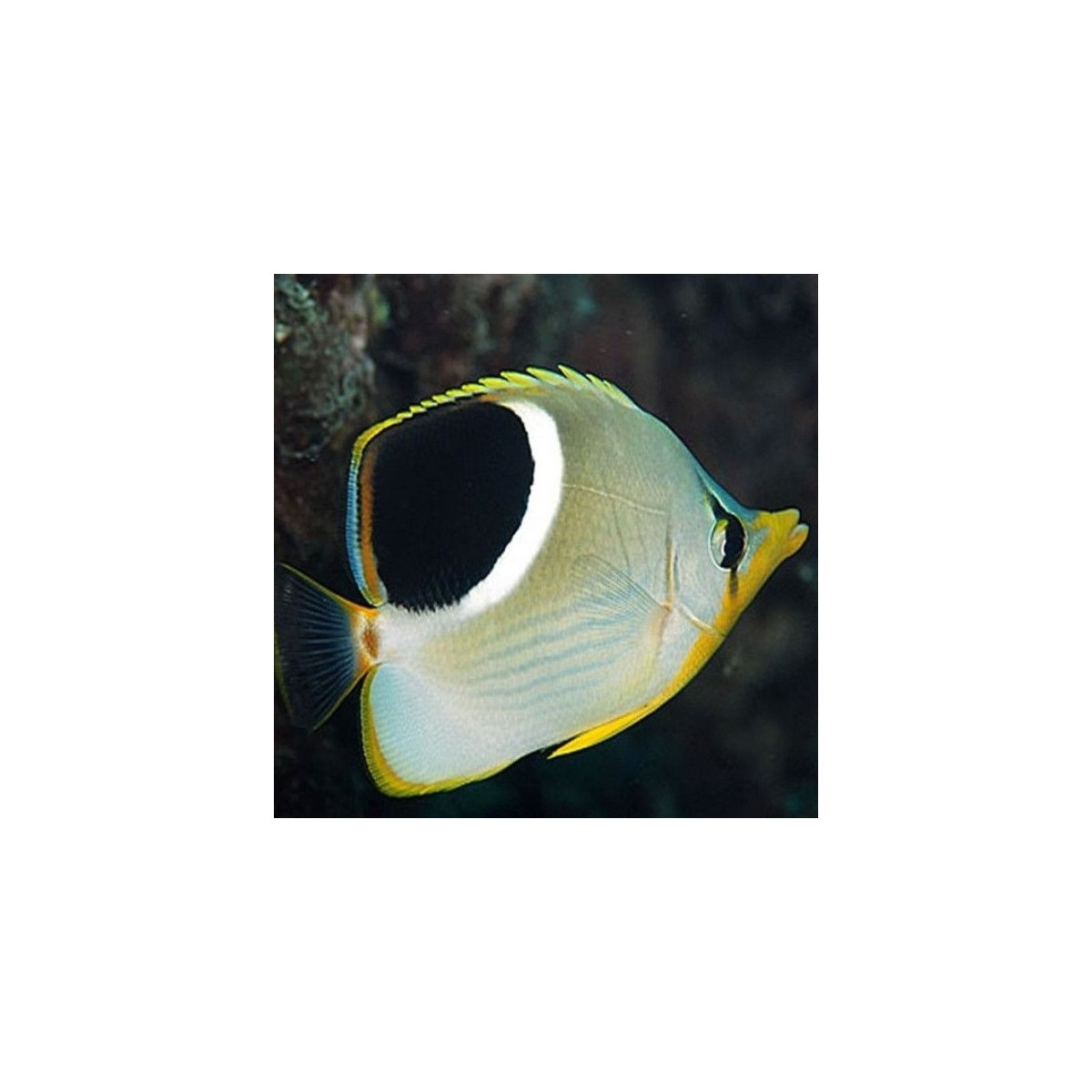 Chaetodon Ephippium - Sattelfleck Falterfisch