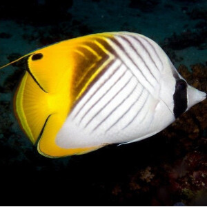 Chaetodon Auriga - Fähnchen Falterfisch