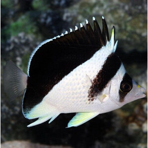 Chaetodon Burgessi - Burgess Falterfisch