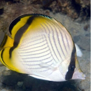 Chaetodon Vagabundus - Vagabund Falterfisch