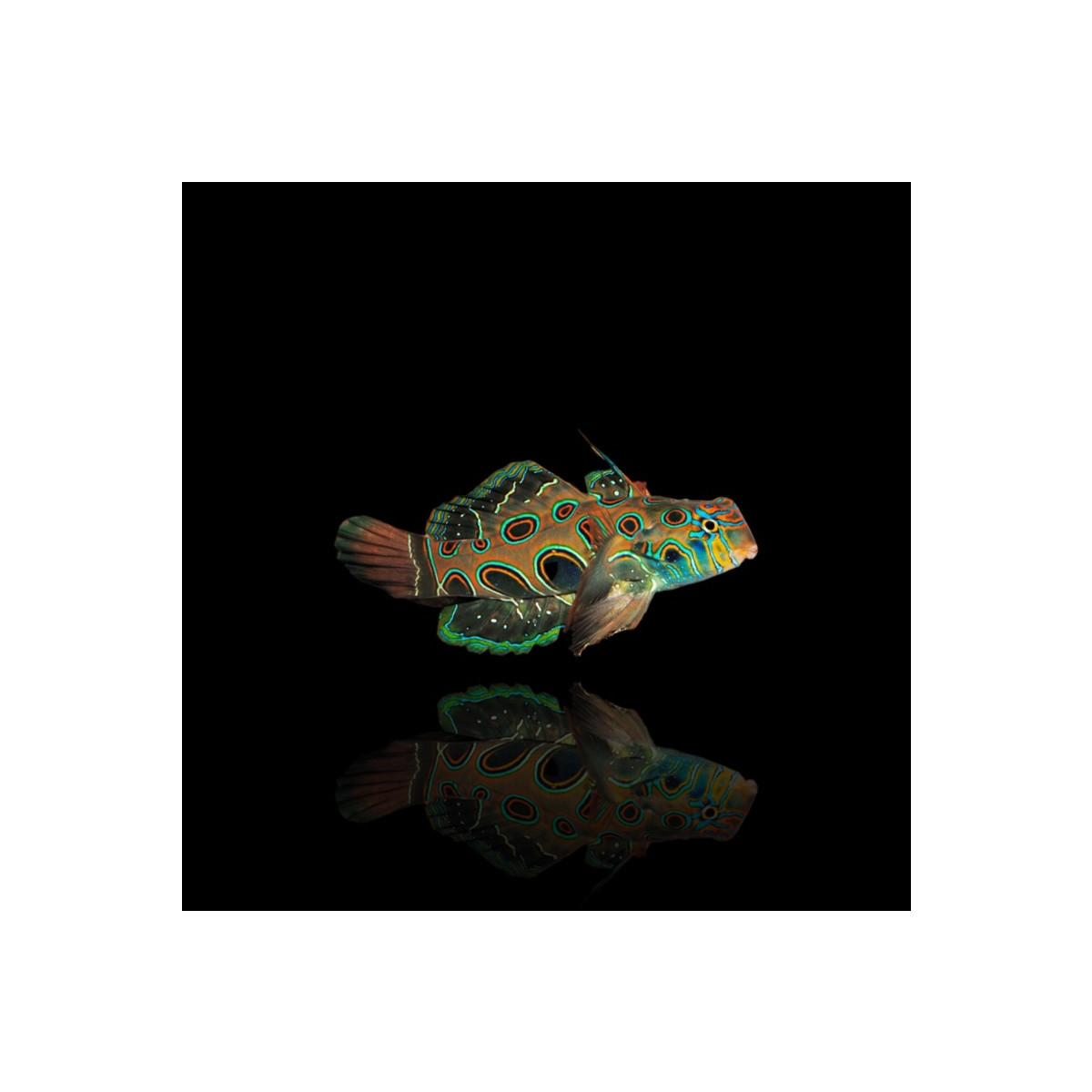 Synchiropus picturatus - LSD Leierfisch