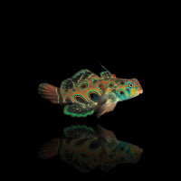 Synchiropus picturatus - LSD Leierfisch