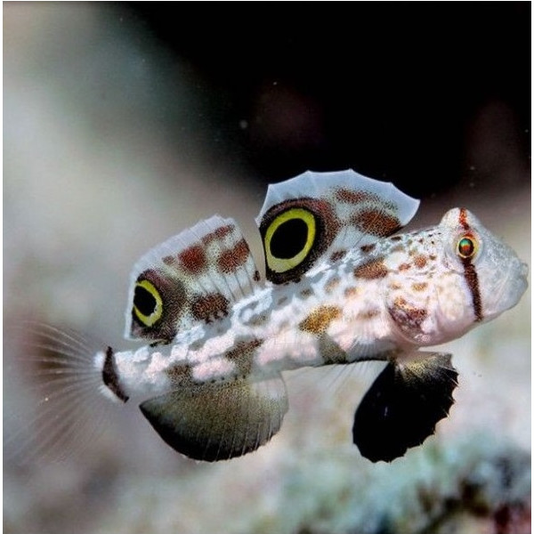 Signigobius biocellatus - Krabbenaugen Grundel