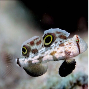 Signigobius biocellatus - Krabbenaugen Grundel