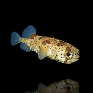 Diodon holocanthus - Langstachel-Igelfish