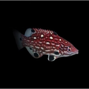 Bodianus Diana - Dianas Schweinsfisch